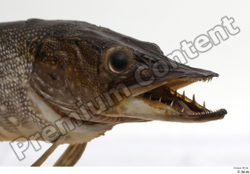 Head Fish Animal photo references